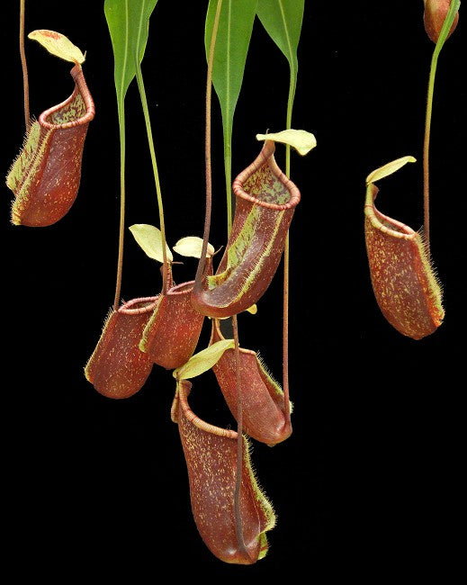 Nepenthes ventricosa x rafflesiana BE-3733