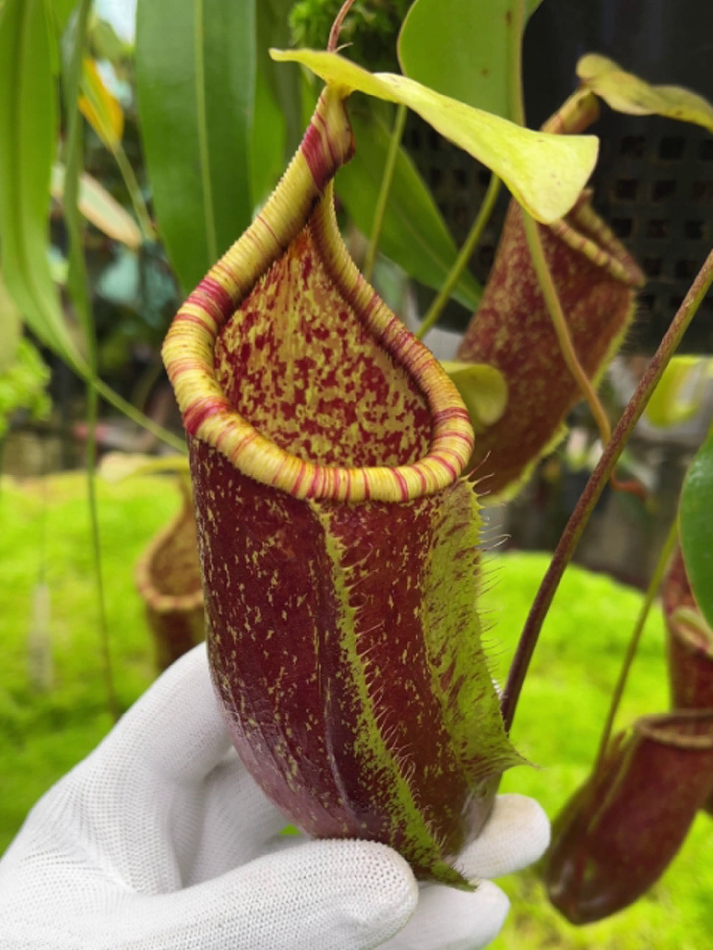 Nepenthes ventricosa x rafflesiana BE-3733