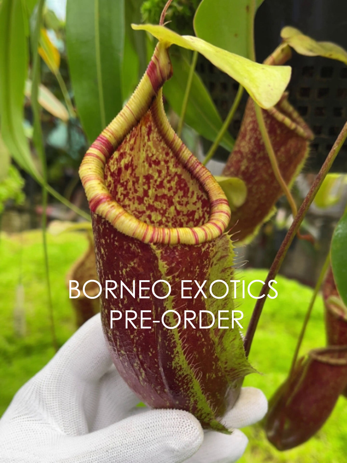 Nepenthes ventricosa x rafflesiana BE-3733