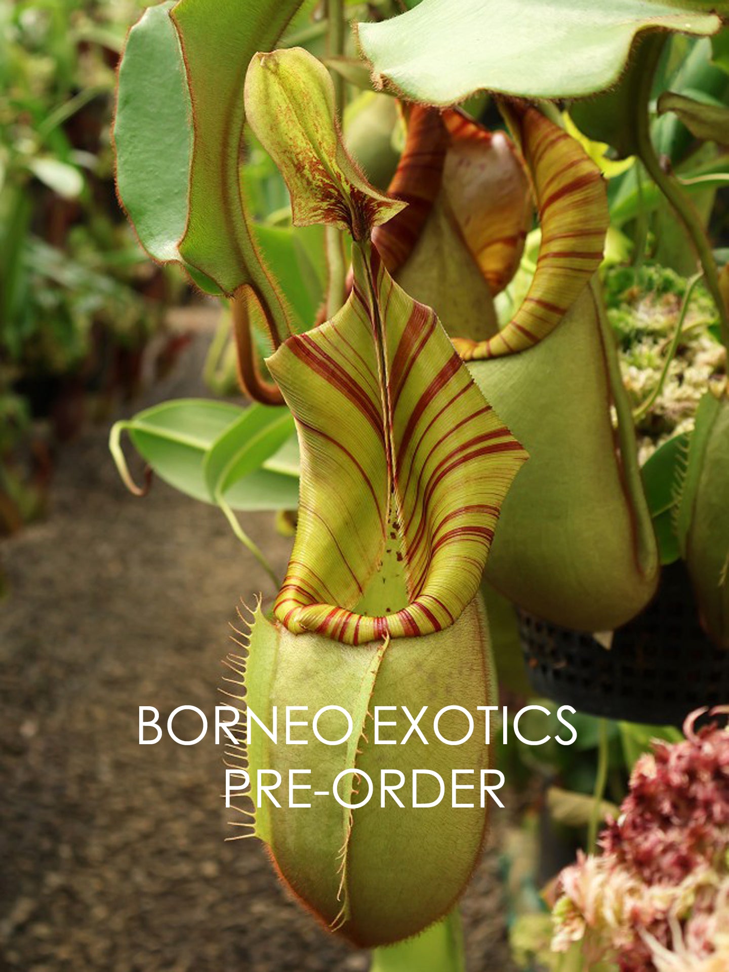 Nepenthes veitchii "Bario" Highland Grex1 BE-3734 DIFFERENT CLONES