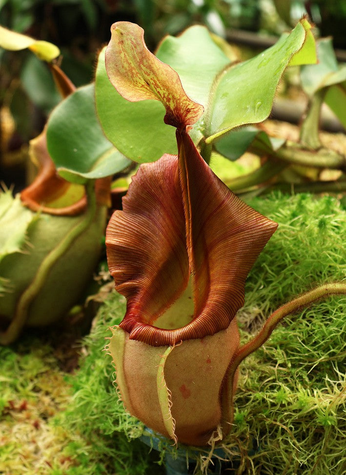 Nepenthes veitchii "Bario" Highland Grex1 BE-3734 DIFFERENT CLONES