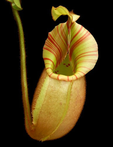 Nepenthes veitchii "Bario" Highland Grex1 BE-3734 DIFFERENT CLONES
