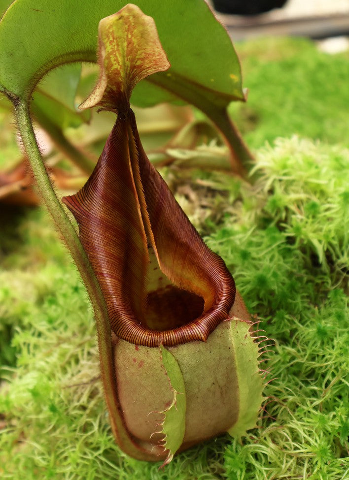 Nepenthes veitchii "Bario" Highland Grex1 BE-3734 DIFFERENT CLONES