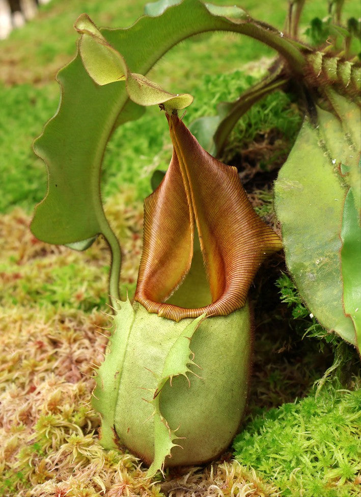 Nepenthes veitchii "Bario" Highland Grex1 BE-3734 DIFFERENT CLONES