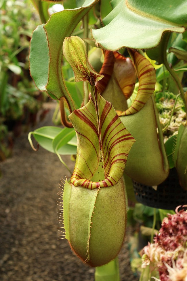 Nepenthes veitchii "Bario" Highland Grex1 BE-3734 DIFFERENT CLONES