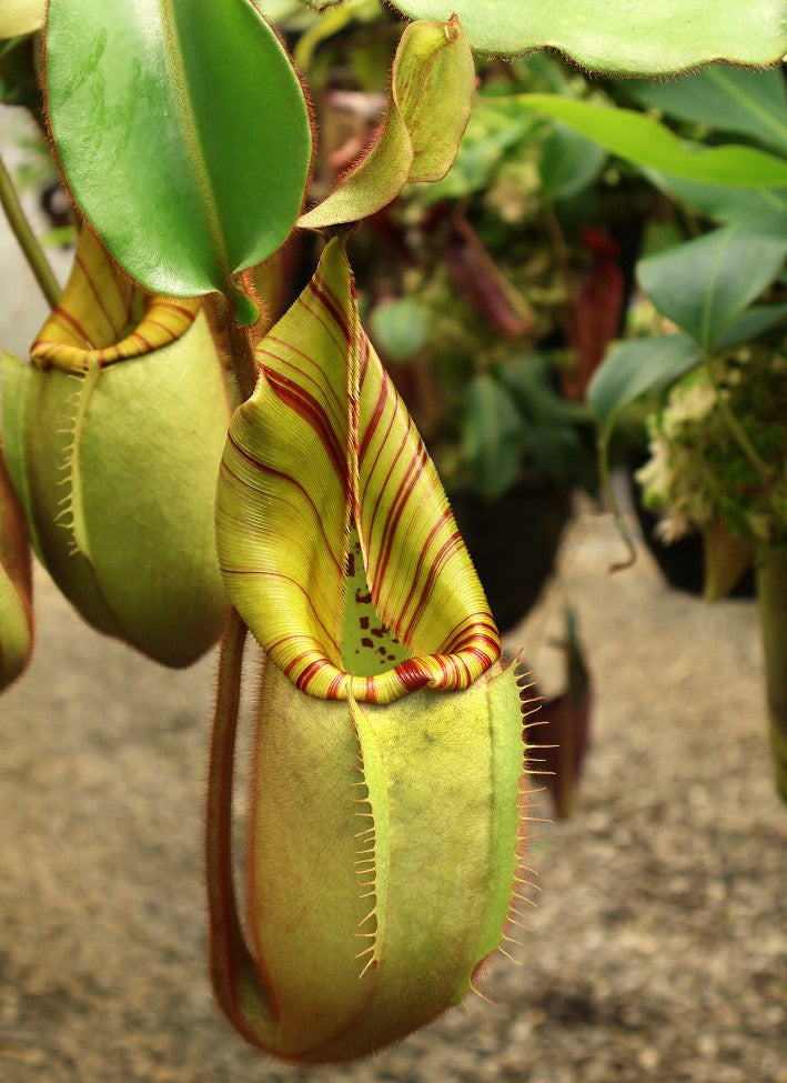 Nepenthes veitchii "Bario" Highland Grex1 BE-3734 DIFFERENT CLONES