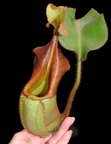 Nepenthes veitchii "Bario" Highland Grex1 BE-3734 DIFFERENT CLONES