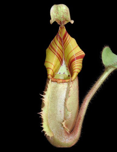 Nepenthes veitchii "Bario" Highland Grex1 BE-3734 DIFFERENT CLONES