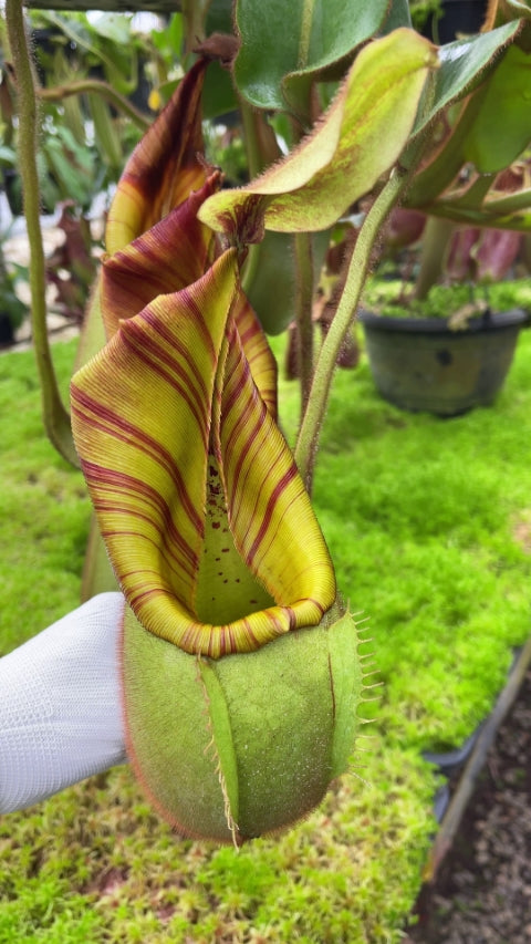 Nepenthes veitchii "Bario" Highland Grex1 BE-3734 DIFFERENT CLONES