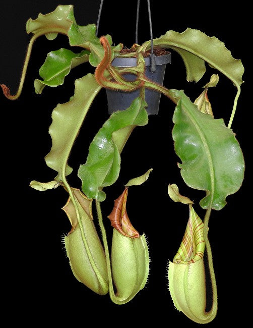 Nepenthes veitchii "Bario" Highland Grex1 BE-3734 DIFFERENT CLONES