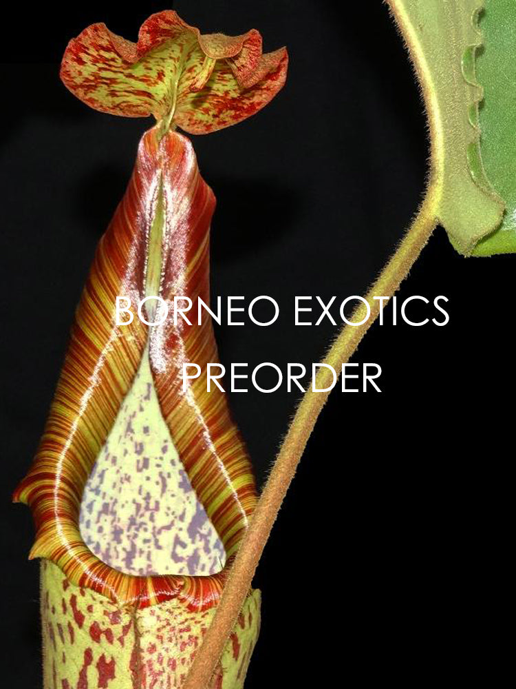 Nepenthes maxima Sulawesi "Wavy leaf" BE-3735