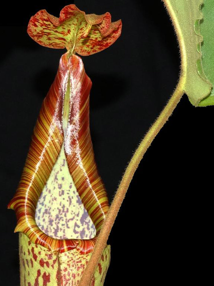Nepenthes maxima Sulawesi "Wavy leaf" BE-3735