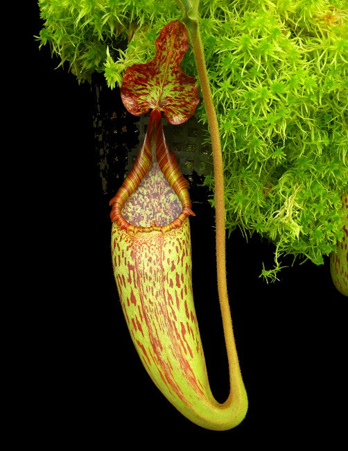 Nepenthes maxima Sulawesi "Wavy leaf" BE-3735