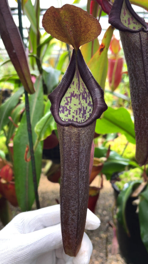 Nepenthes maxima Gunung Tangokom x ramispina BE-3740