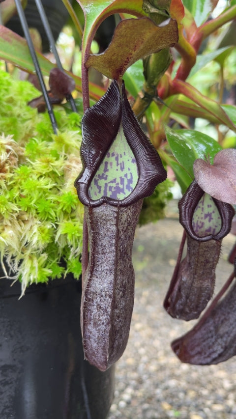 Nepenthes maxima Gunung Tangokom x ramispina BE-3740