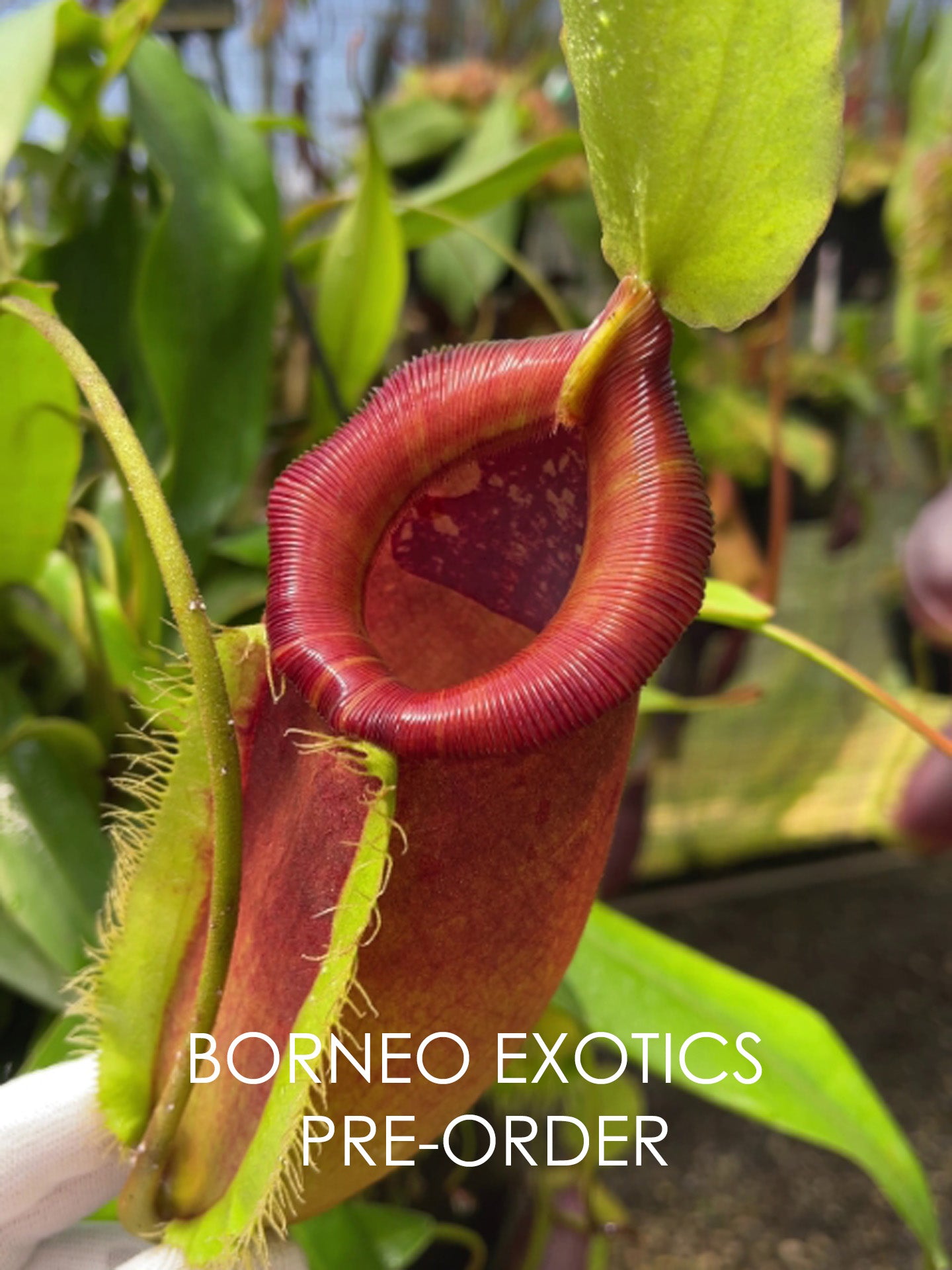 Nepenthes singalana x ampullaria BE-3744
