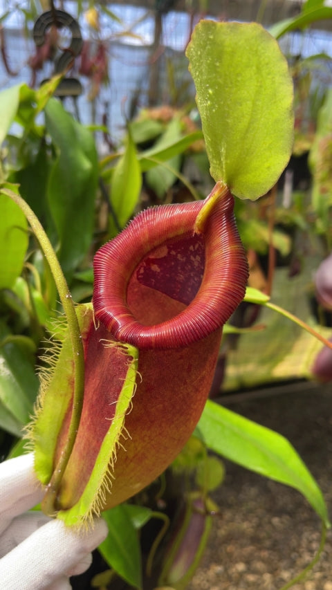 Nepenthes singalana x ampullaria BE-3744