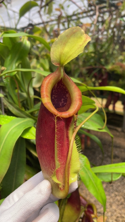 Nepenthes singalana x ampullaria BE-3744