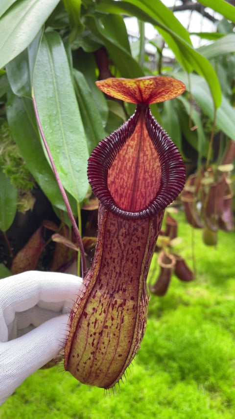 Nepenthes burkei x hamata BE-3747