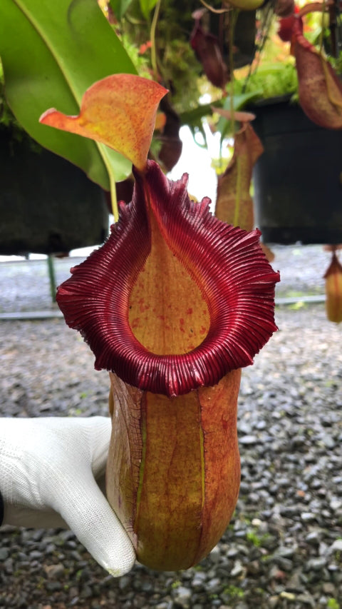 Nepenthes robcantleyi x (sibuyanensis x ventricosa) BE-3748