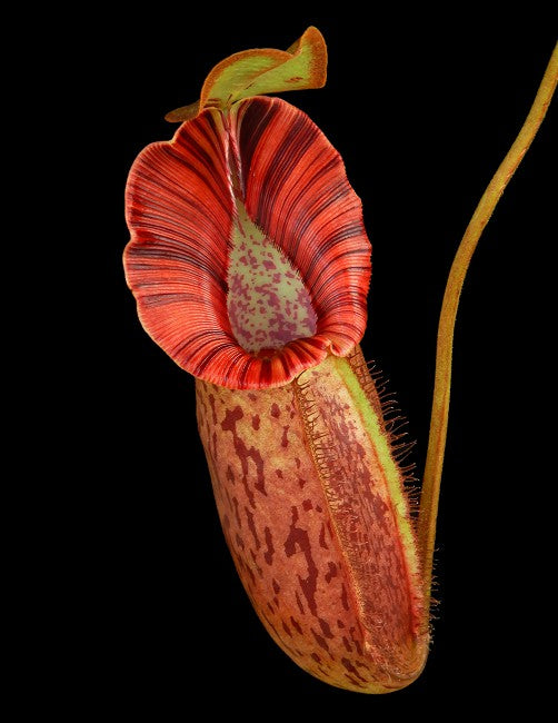 Nepenthes robcantleyi x spectabilis BE-3754