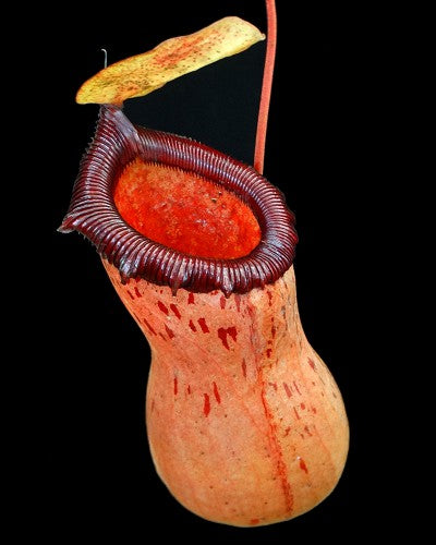 Nepenthes ventricosa x sibuyanensis BE-3757