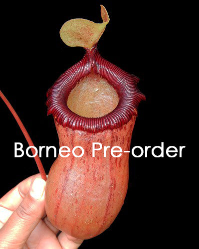 Nepenthes ventricosa x sibuyanensis BE-3757