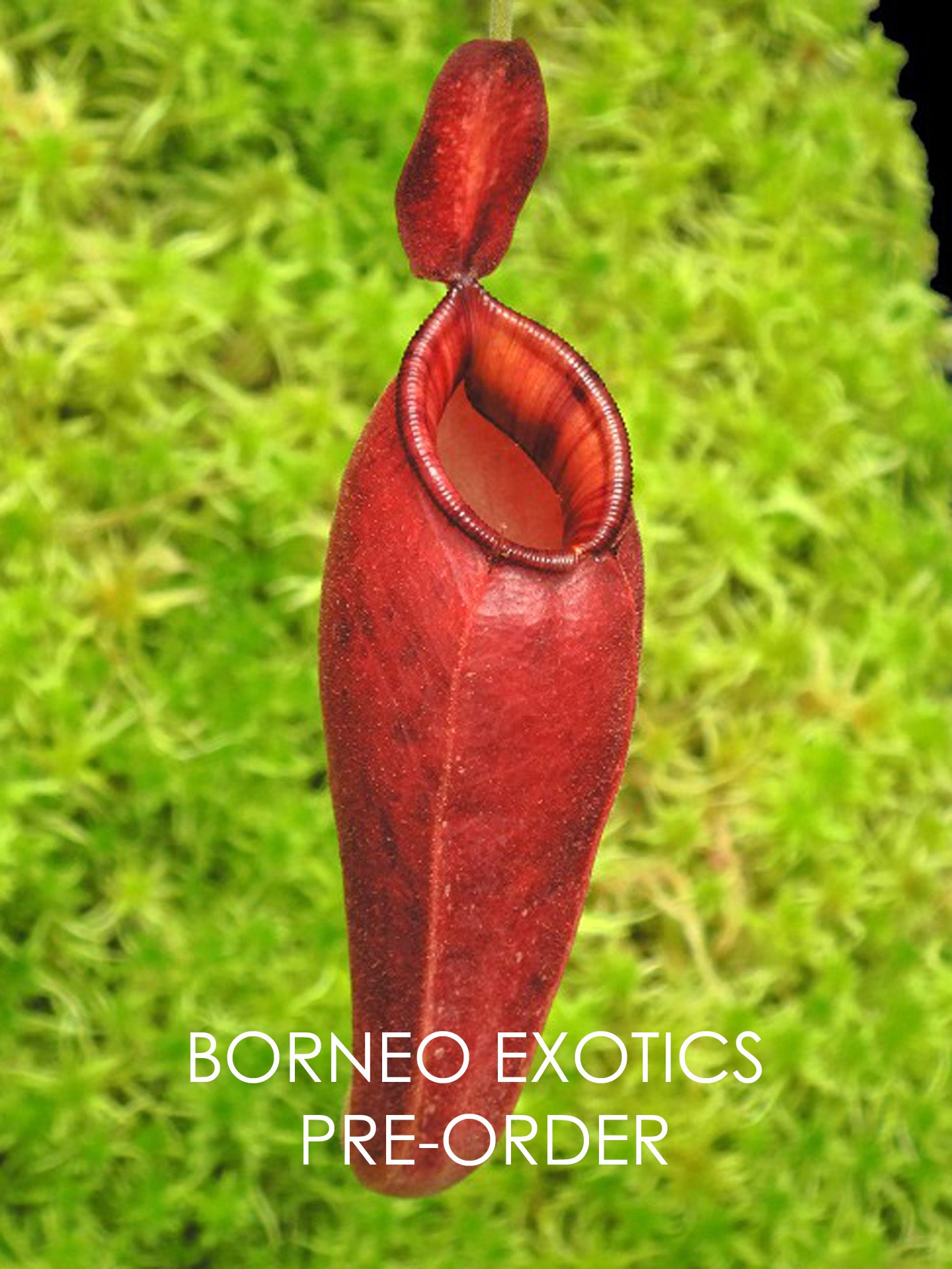Nepenthes ampullaria "Brunei Red" x aristolochioides BE-3758