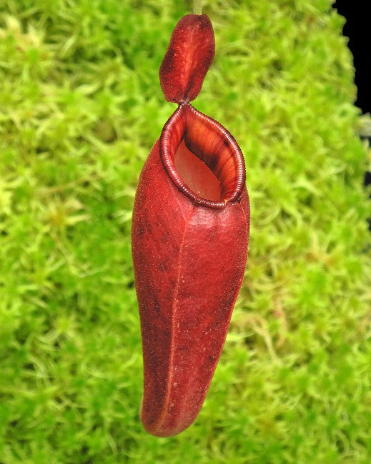 Nepenthes ampullaria "Brunei Red" x aristolochioides BE-3758