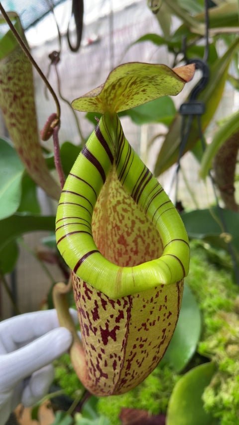 Nepenthes spectabilis x platychila BE-3760