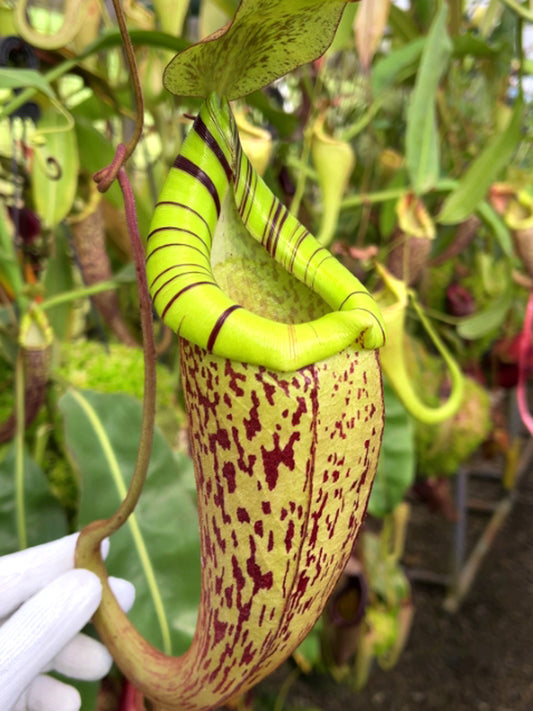 Nepenthes spectabilis x platychila  BE-3760