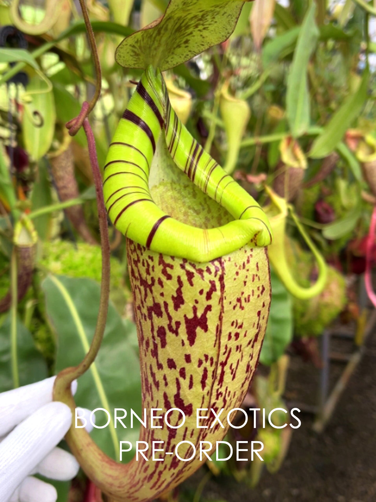Nepenthes spectabilis x platychila BE-3760