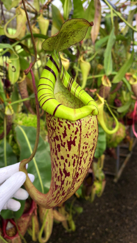 Nepenthes spectabilis x platychila BE-3760