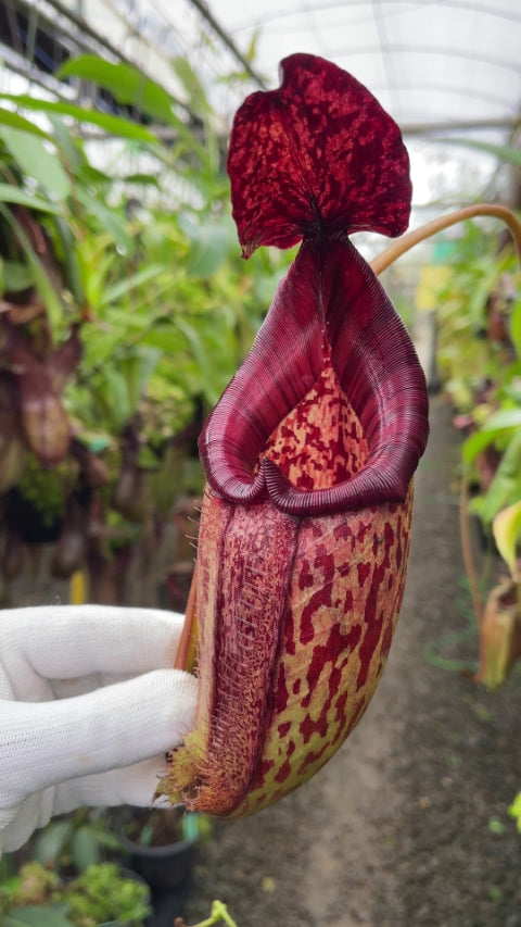 Nepenthes burbidgeae x (maxima x talangensis) BE-3764