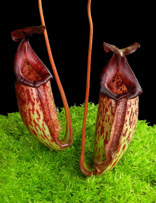 Nepenthes burbidgeae x (maxima x talangensis) BE-3764