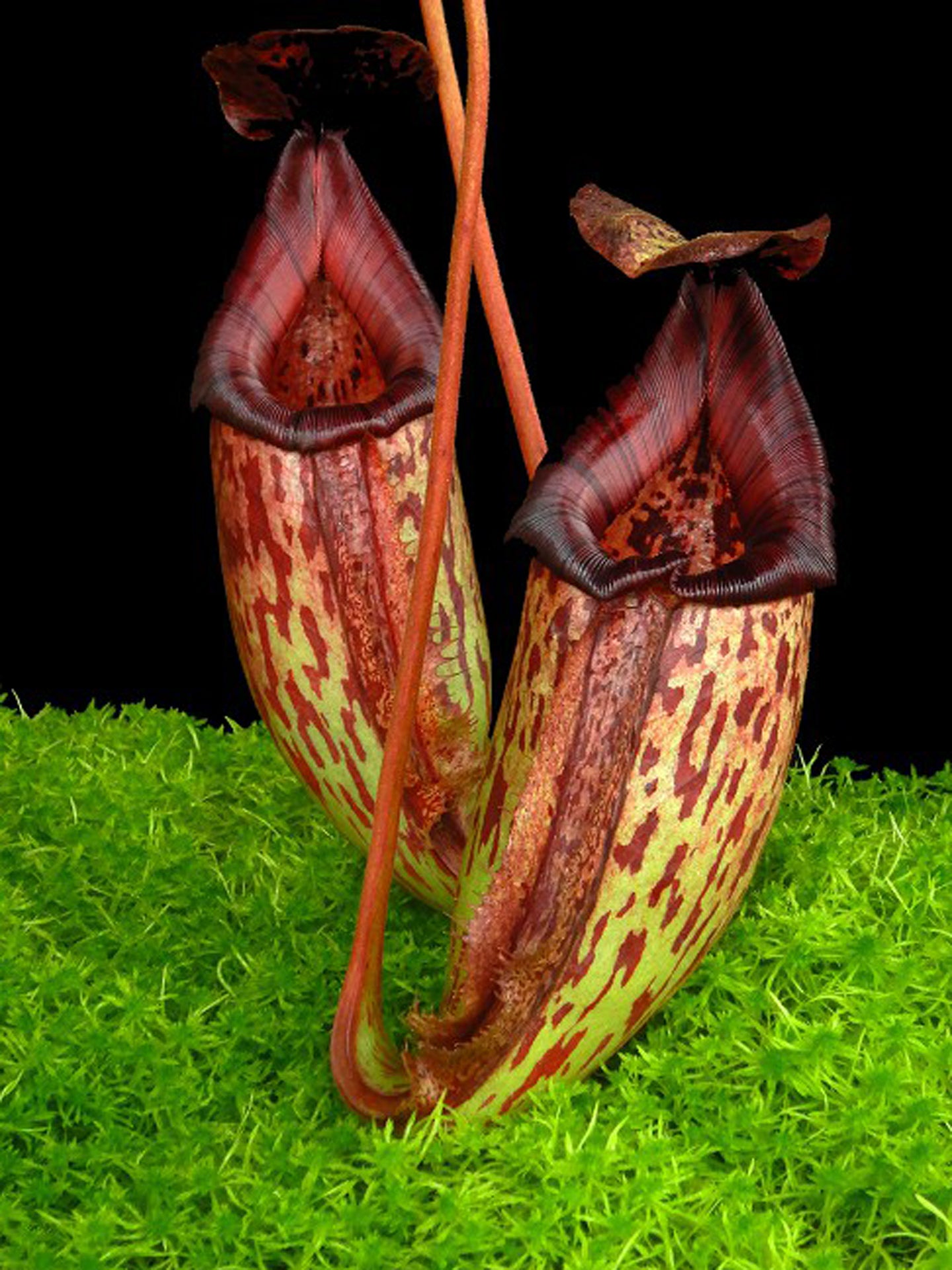 Nepenthes burbidgeae x (maxima x talangensis) BE-3764