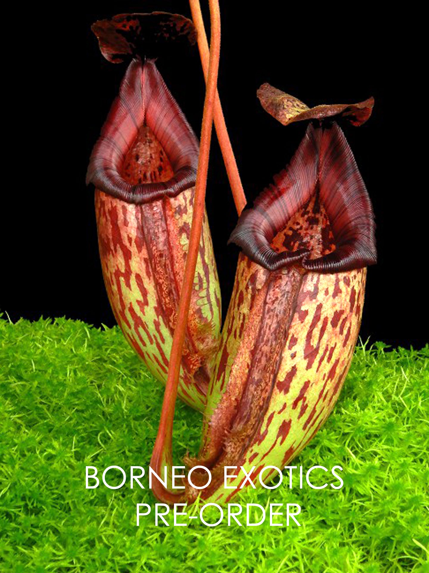 Nepenthes burbidgeae x (maxima x talangensis) BE-3764