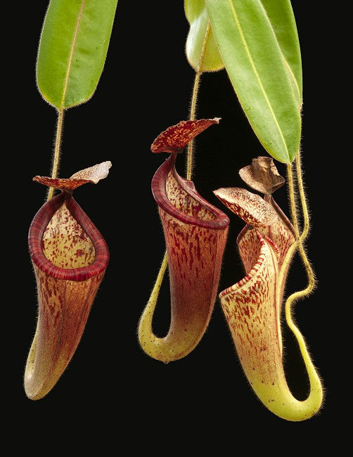 Nepenthes glandulifera  BE-3766