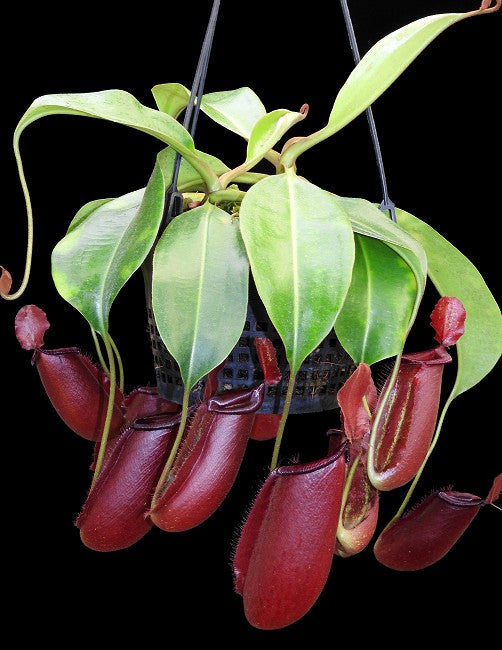 Nepenthes robcantleyi x ampullaria BE-3767