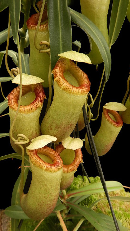 Nepenthes barcelonae (Ex aenigma) BE-3770