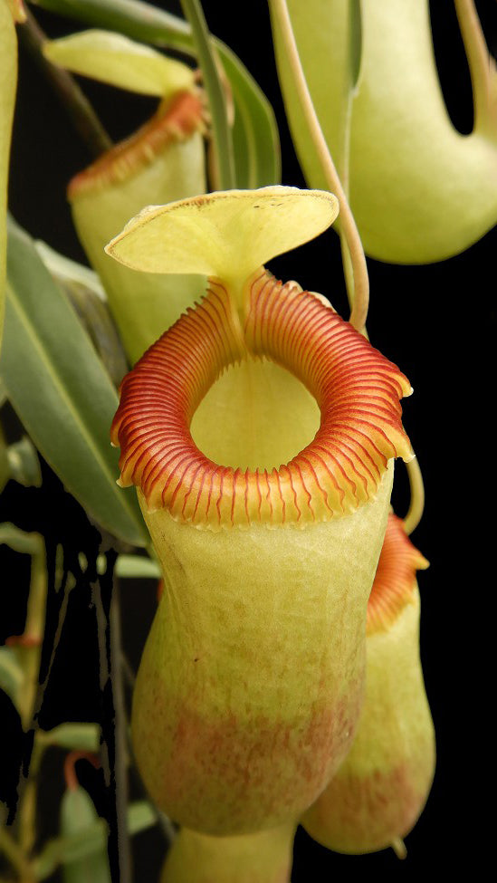 Nepenthes barcelonae (Ex aenigma) BE-3770