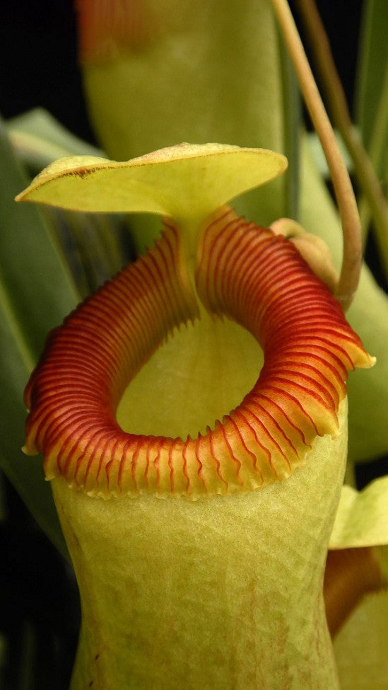 Nepenthes barcelonae (Ex aenigma) BE-3770