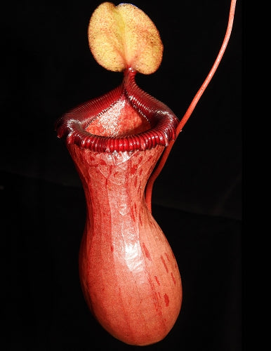 Nepenthes ventricosa BE-3771 Assorted clone