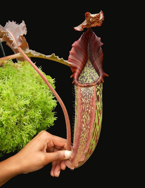 Nepenthes maxima"Wavy leaves" Sulawesi BE-3786 Clone 9