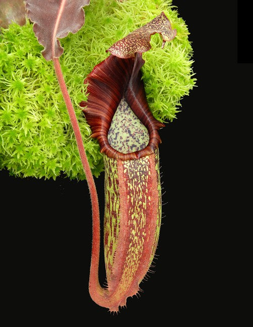 Nepenthes maxima"Wavy leaves" Sulawesi BE-3786 Clone 9