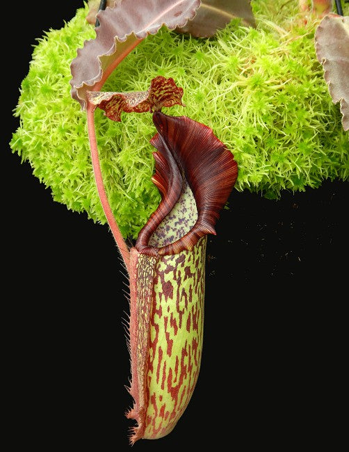 Nepenthes maxima"Wavy leaves" Sulawesi BE-3786 Clone 9
