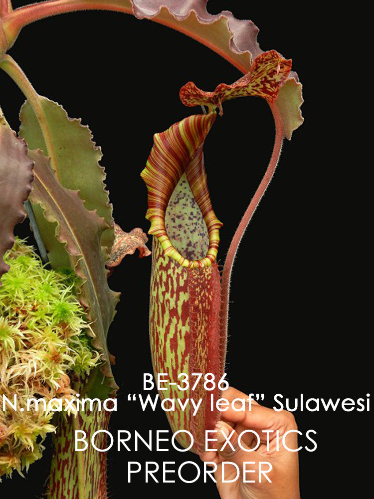 Nepenthes maxima"Wavy leaves" Sulawesi BE-3786 Clone 9