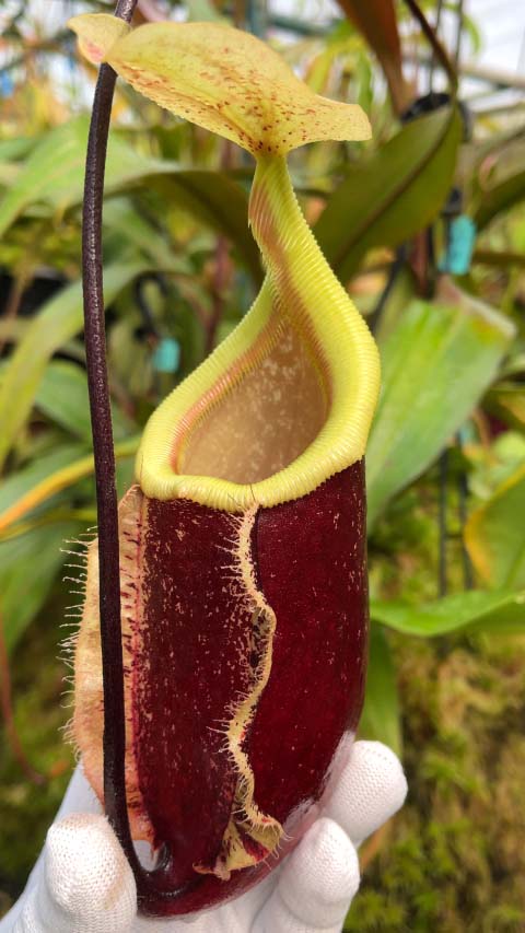 Nepenthes 'Suki' rafflesiana x sibuyanensis BE-3819
