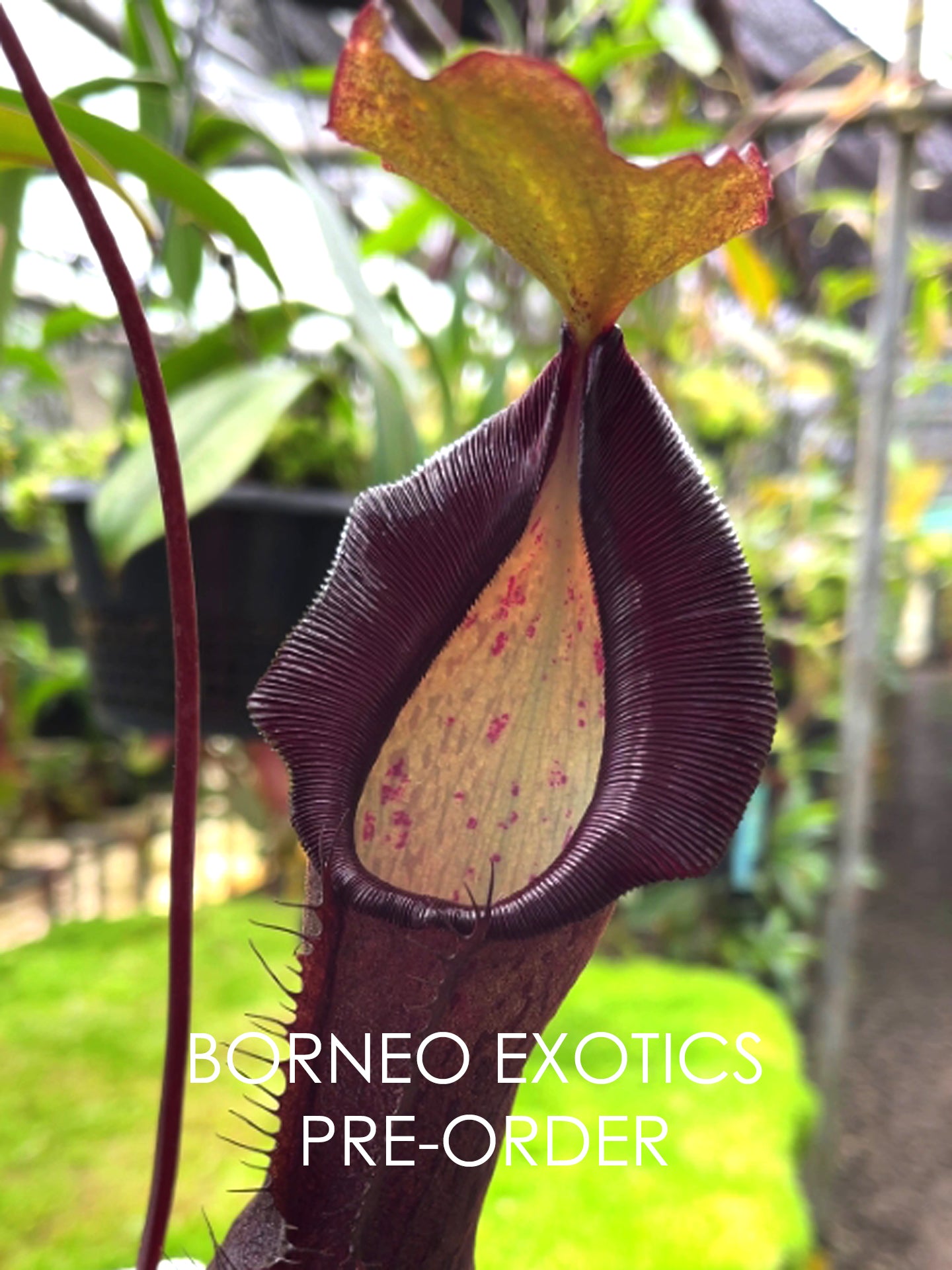 Nepenthes ramispina x singalana BE-3829 Selected clone