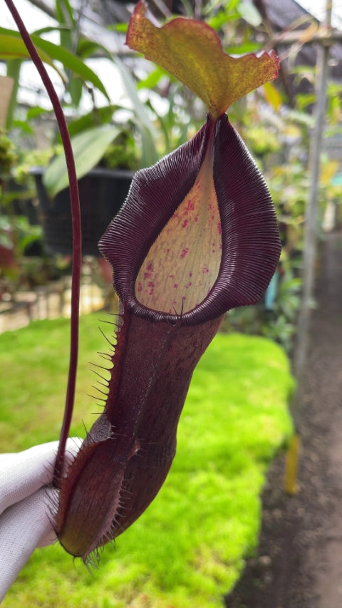 Nepenthes ramispina x singalana BE-3829 Selected clone